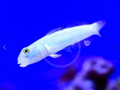 Saltwater Blue dot goby