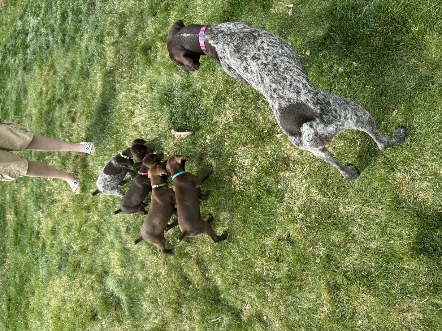AKC German Shorthair Pointer Puppies ** only 1 male left