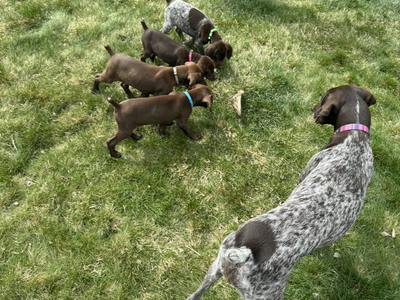 AKC German Shorthair Pointer Puppies ** only 1 male left