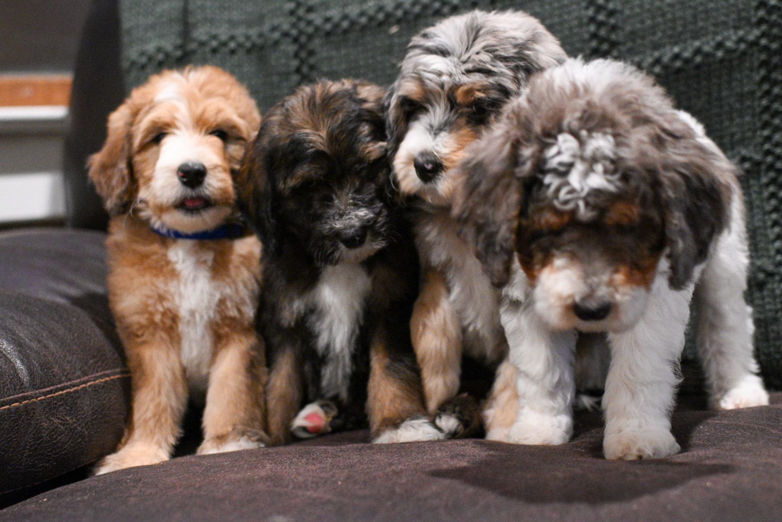 Bernedoodle Puppies ready now