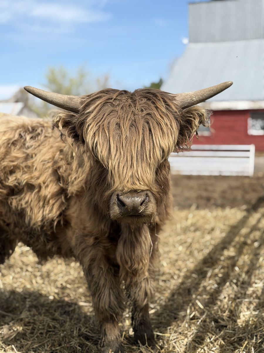 2 Year Dun Highland MinI Bull