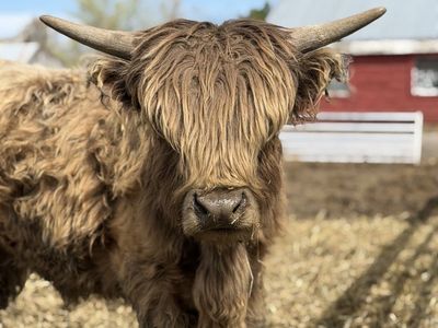 2 Year Dun Highland MinI Bull