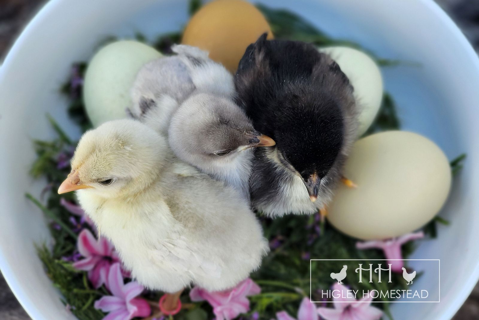 Spring Sale - Silverudds Blue Chicks!
