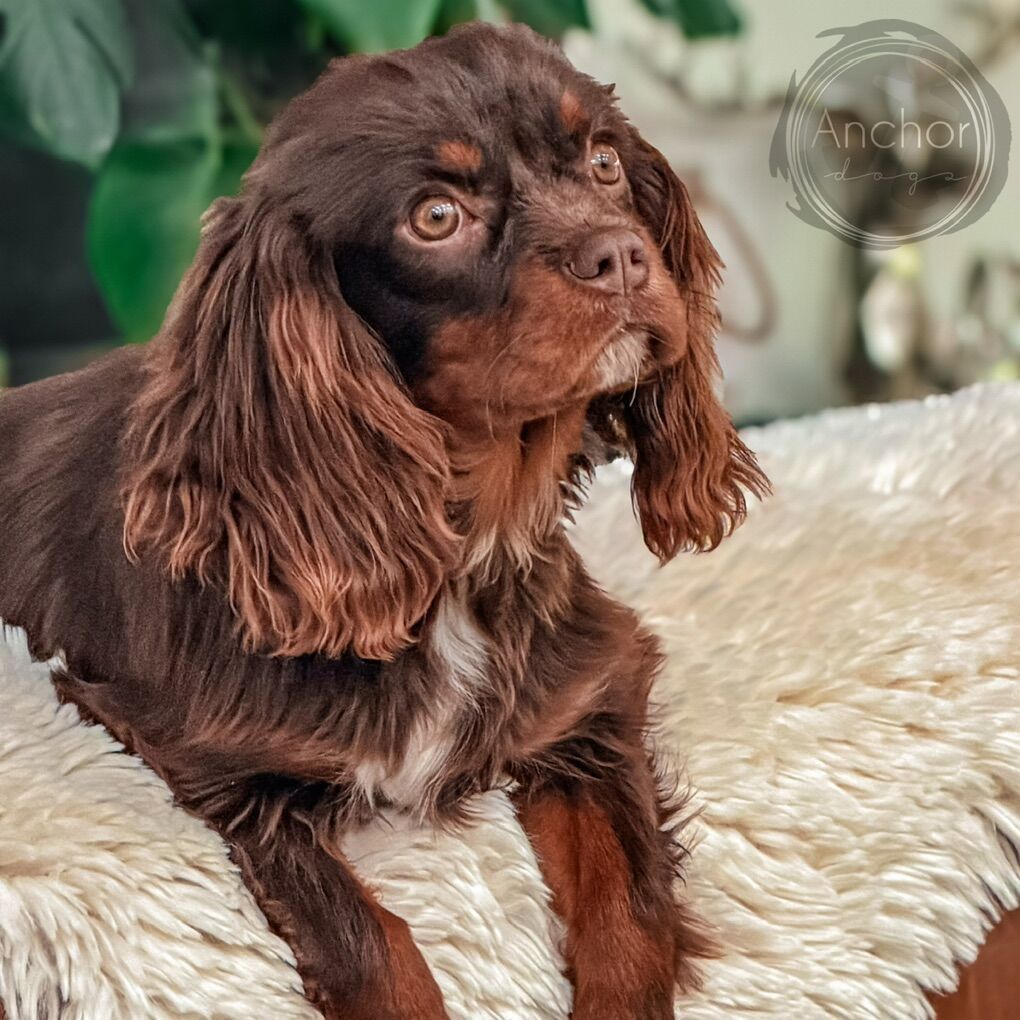 The Most Stunning Akc king charles cavalier