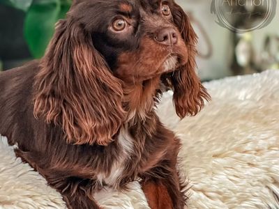 The Most Stunning Akc king charles cavalier