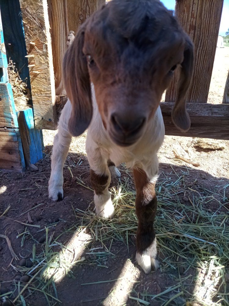 Newborn baby boy Boer Goat