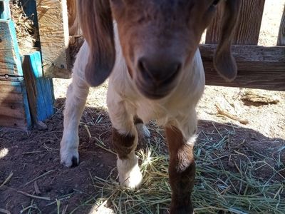 Newborn baby boy Boer Goat