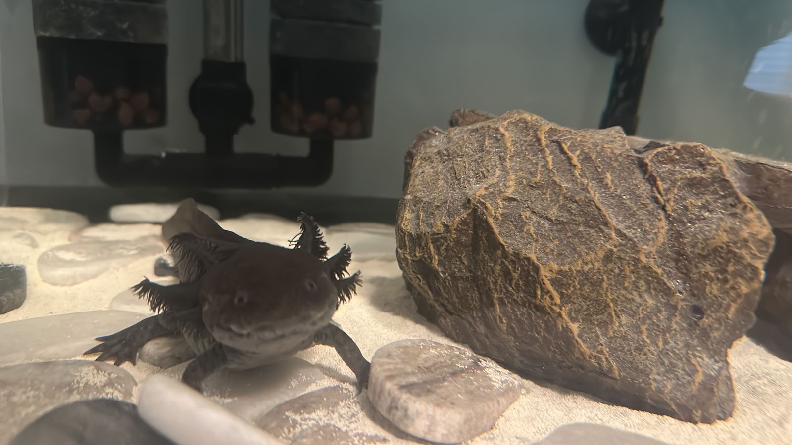 Male axolotl