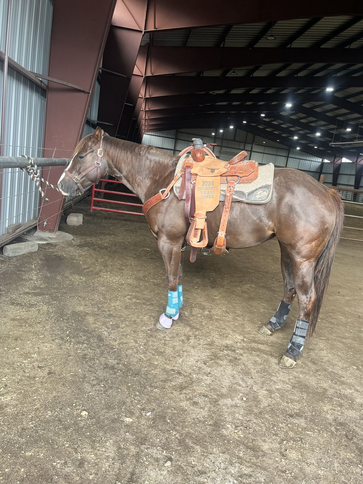 6 Year Old Head Horse