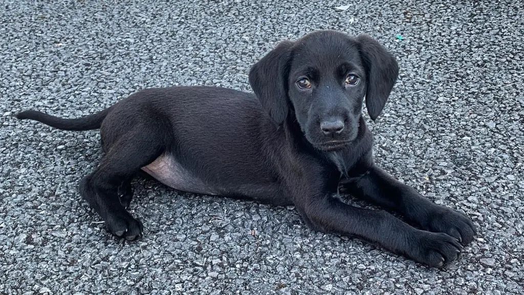 Lab/Spaniel mix
