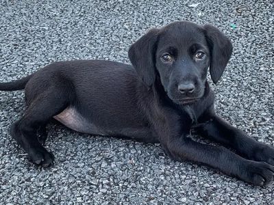 Lab/Spaniel mix