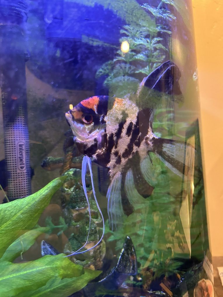 Large Angel Fish