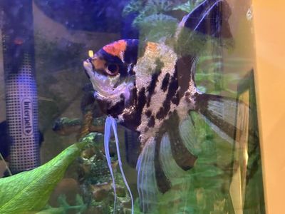 Large Angel Fish