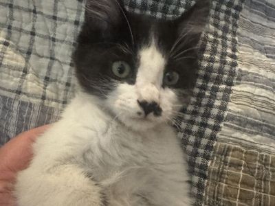 Female Kittens Mousers