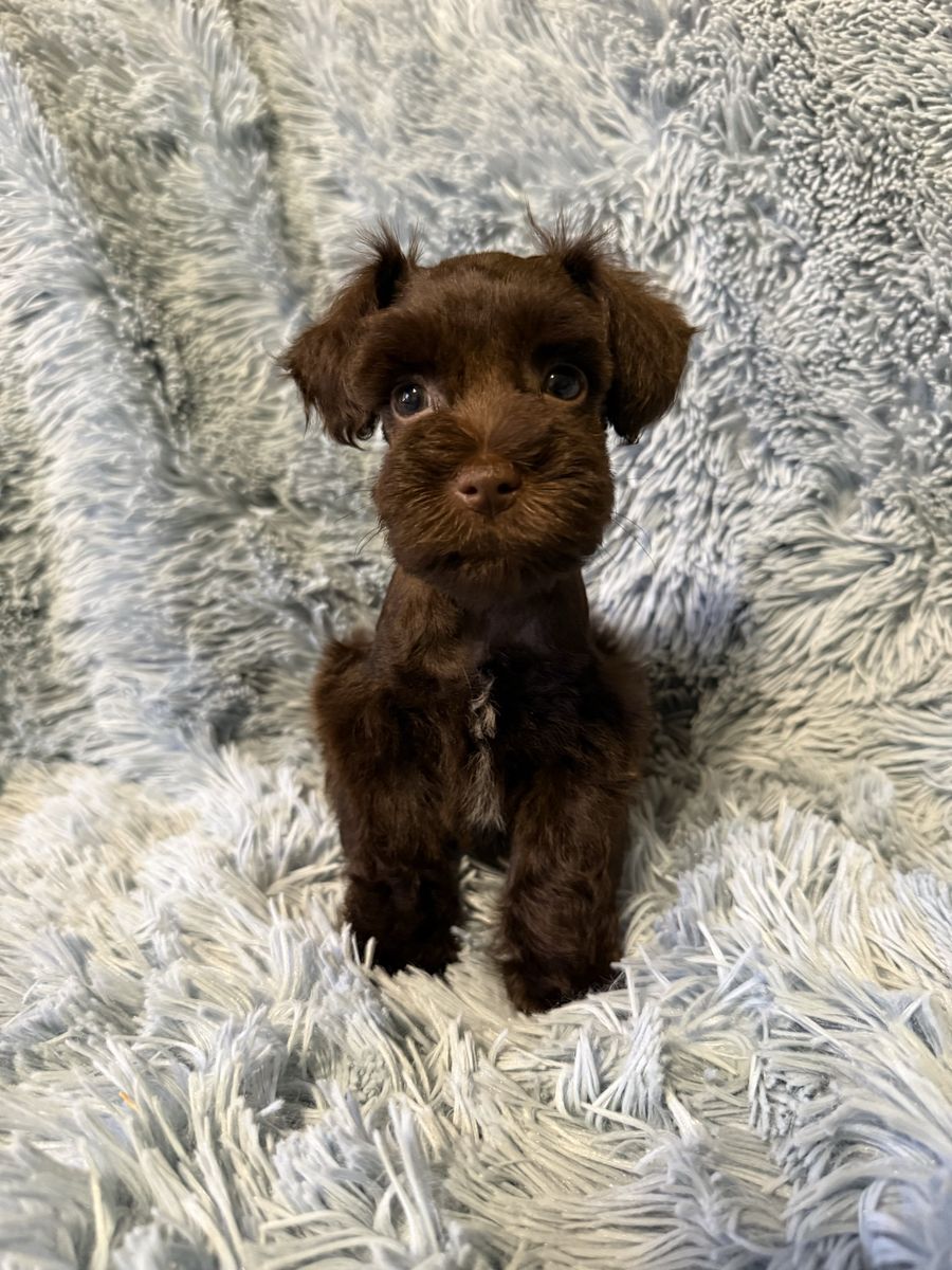Miniature Schnauzer Male