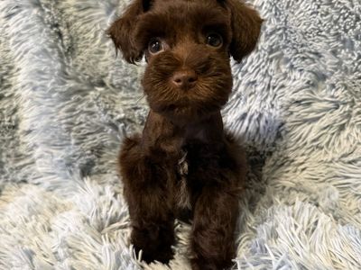 Miniature Schnauzer Male