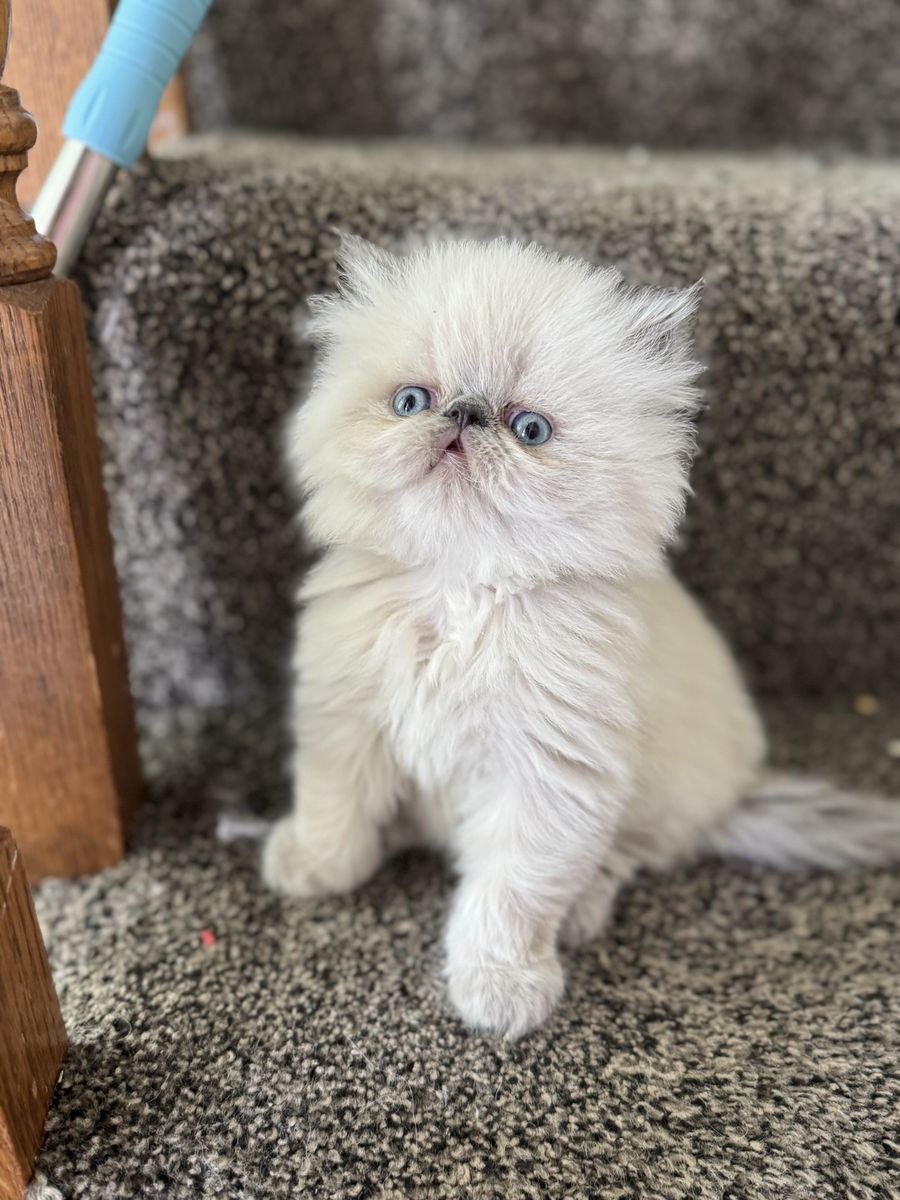 Purebred Persian Kittens