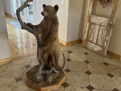 Small Bear Mount Make Offer