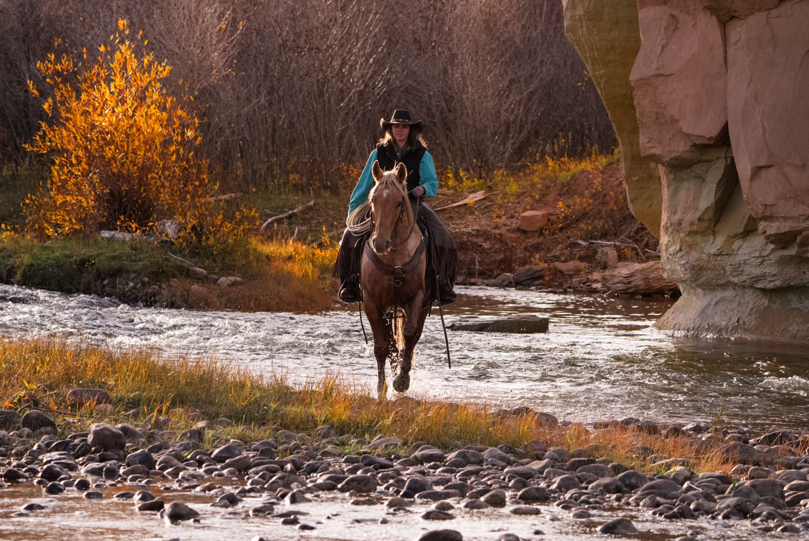 5 Year Old Mare - Ranch/Trail Horse