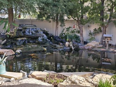 looking for unwanted pond plants