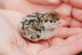 Chukar Chicks