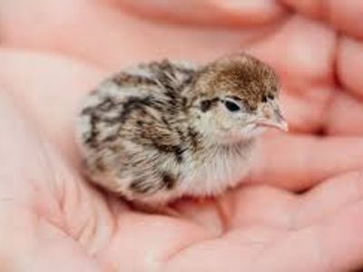 Chukar Chicks