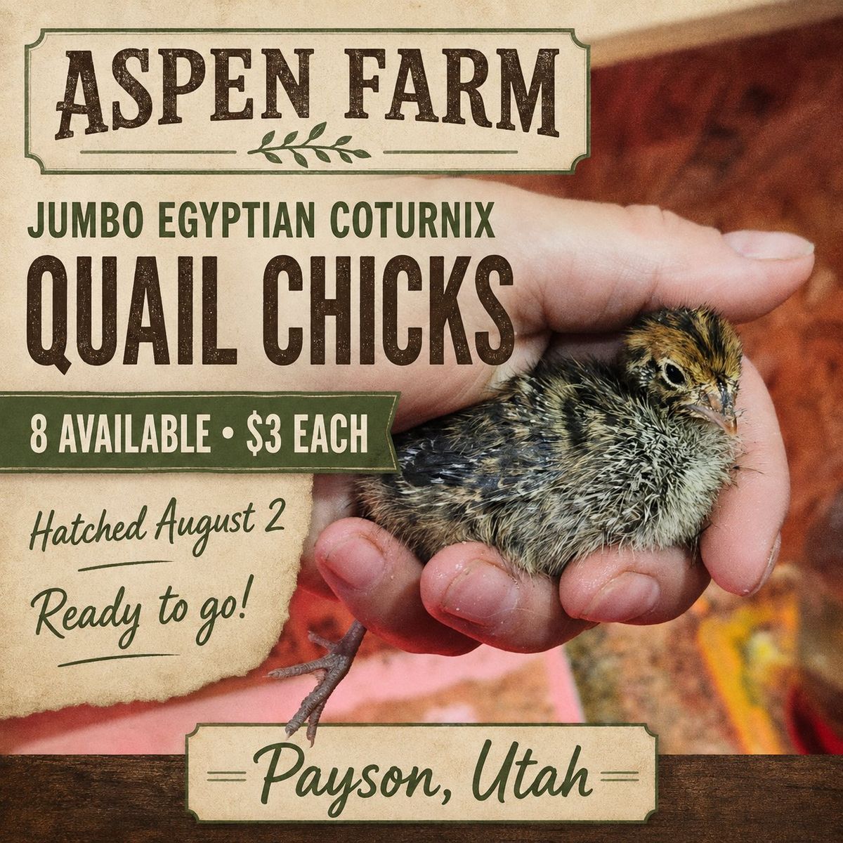 Jumbo Egyptian coturnix quail chicks 