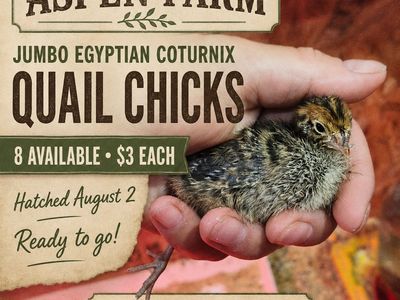 Jumbo Egyptian coturnix quail chicks