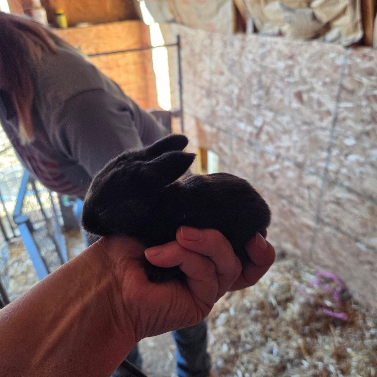 Flemish Giant Bunnies