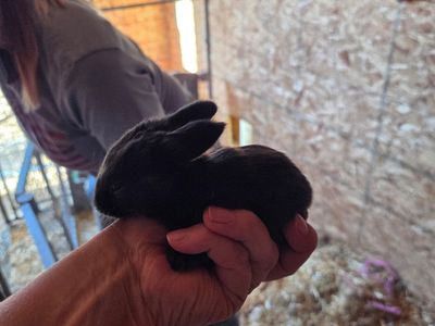 Flemish Giant Bunnies