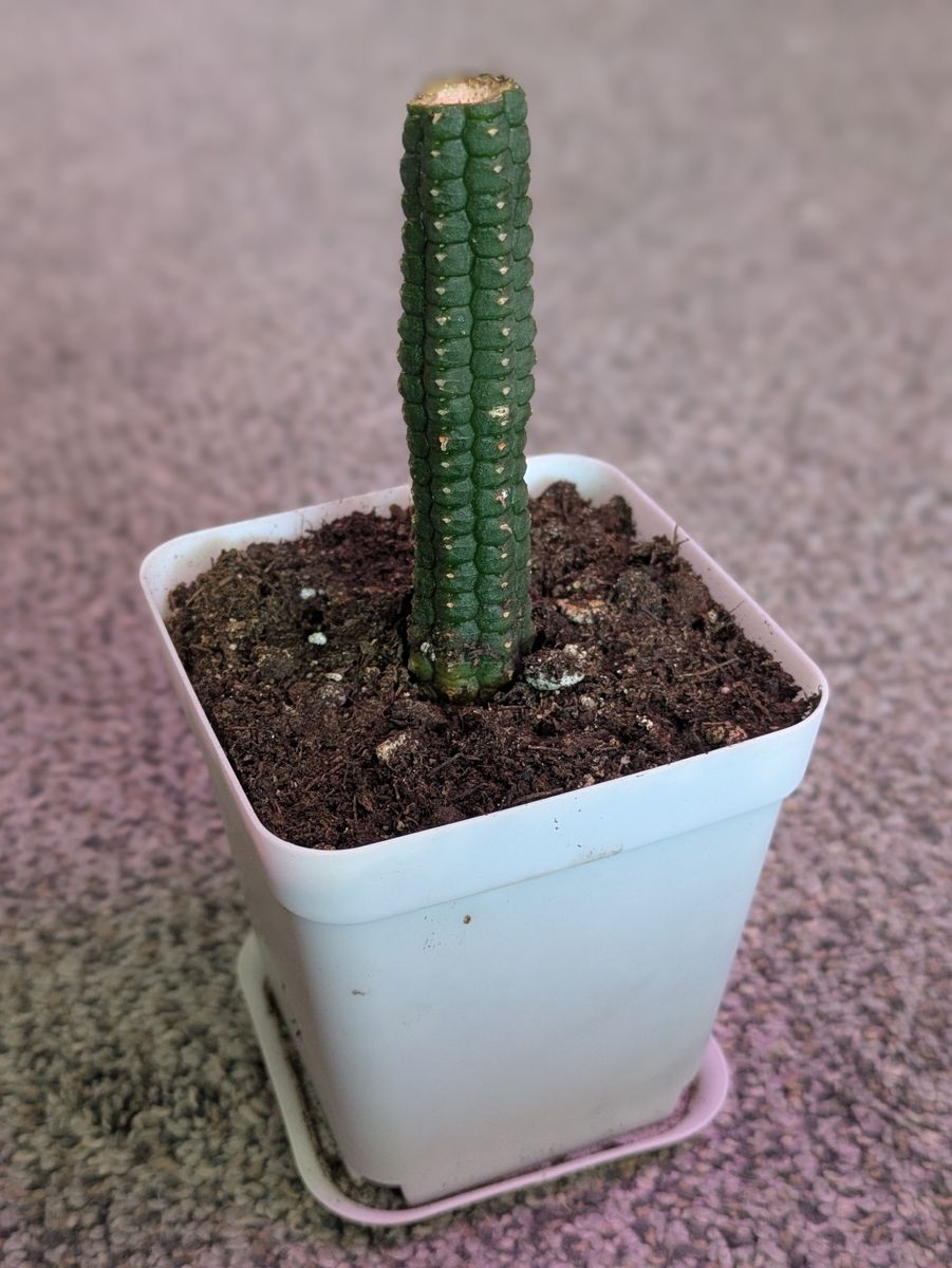 Corn Cob Cactus house plant
