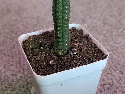 Corn Cob Cactus house plant
