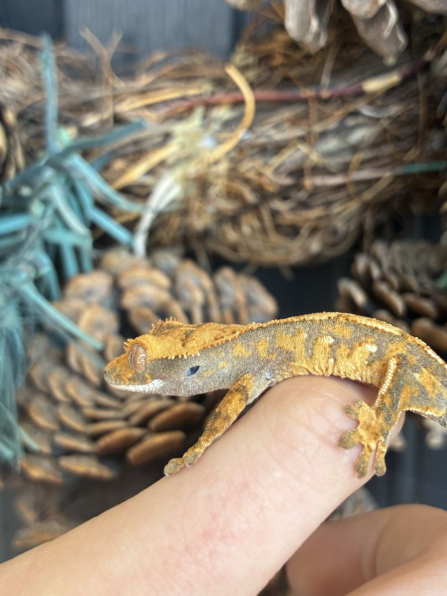 Crested Gecko - Beautiful Bi-Color Harlequin with port holes!