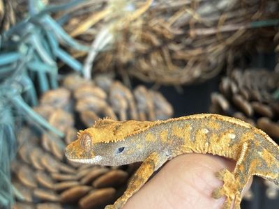 Crested Gecko - Beautiful Bi-Color Harlequin with port holes!