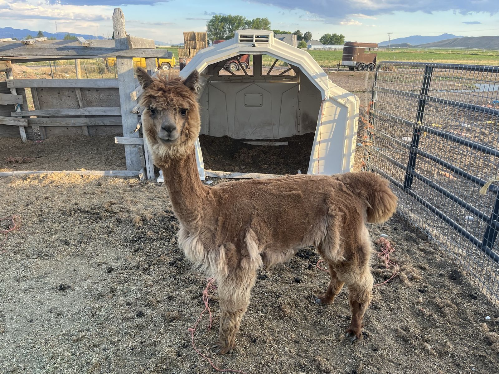 Registered Huacaya Alpaca Breed Fee
