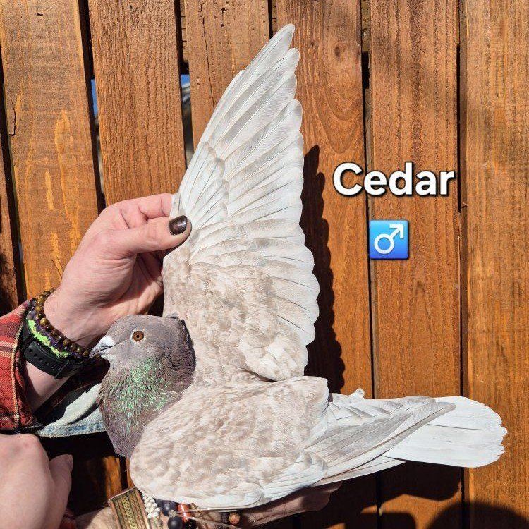 Hand Raised 2025 Mix Breed Pigeons