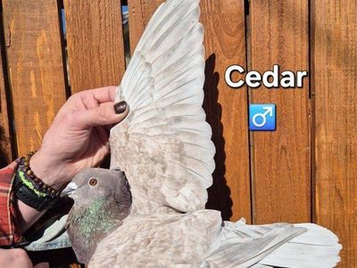 Hand Raised 2025 Mix Breed Pigeons