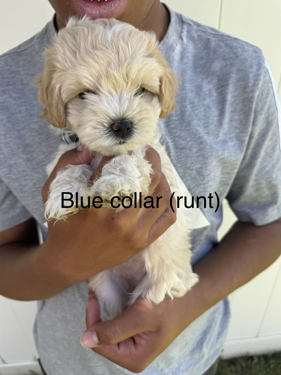 Puppies (Golden Doodle/Maltipoo)