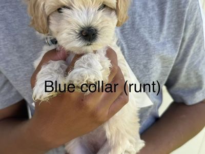 Puppies (Golden Doodle/Maltipoo)