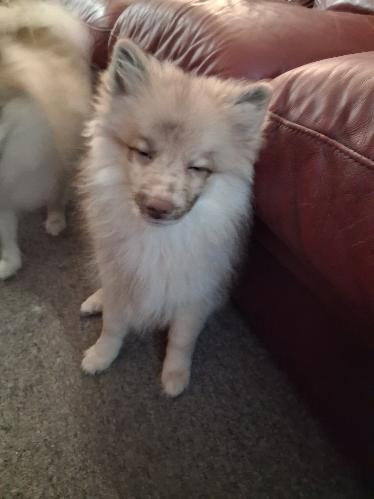 Adorable Pomeranian Male Puppies