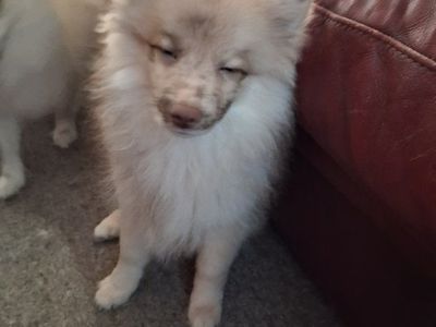 Adorable Pomeranian Male Puppies