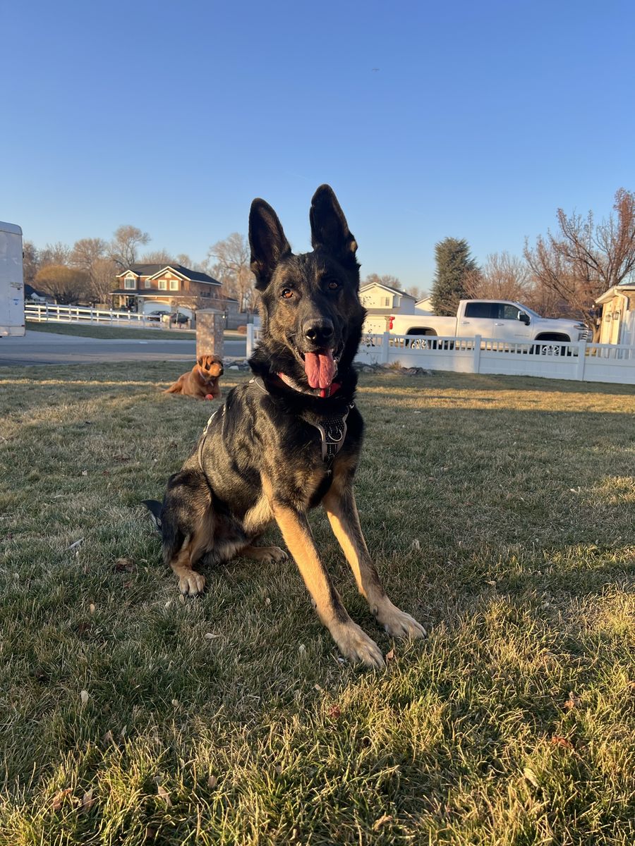 Akc German Shepherd *stud*
