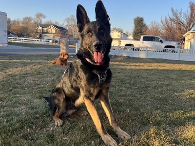 Akc German Shepherd *stud*