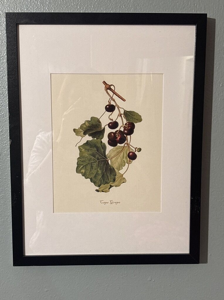 Framed Botanical Prints 11x17