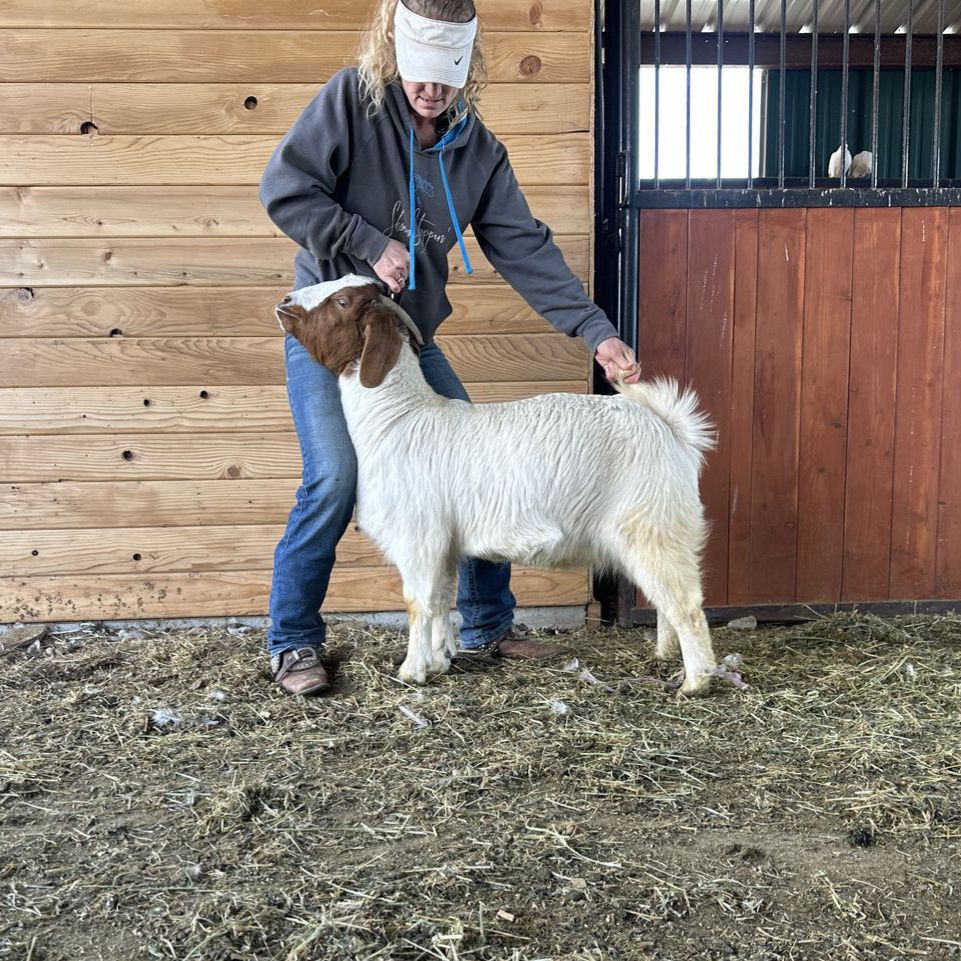 Flying Dutchman 1 Yr Old Daughter Boer Goat Doe