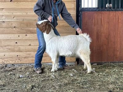 Flying Dutchman 1 Yr Old Daughter Boer Goat Doe