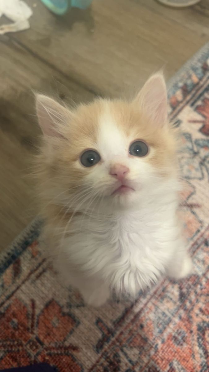 Cream kittens