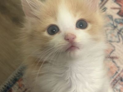 Cream kittens