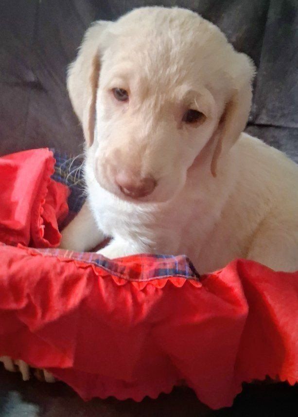 Goldendoodle puppies