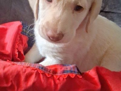 Goldendoodle puppies